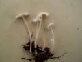 Hemimycena cucullata - Gipsweier Scheinhelmling - Weferlingen