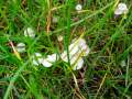 Hemimycena mairei - Rasen-Scheinhelmling - Weferlingen