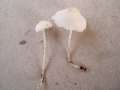 Hemimycena cucullata - Gipsweier Scheinhelmling - Weferlingen