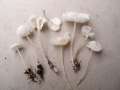 Hemimycena cucullata - Gipsweier Scheinhelmling - Weferlingen