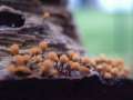 Hemitrichia calyculata - Myxomycet - Weferlingen