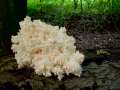 Hericium coralloides - stiger Stachelbart - Hdingen