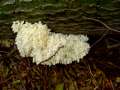 Hericium coralloides - stiger Stachelbart - Hdingen