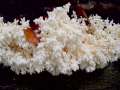 Hericium coralloides - stiger Stachelbart - Kleppersberg