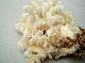 Hericium coralloides - stiger Stachelbart - Kleppersberg