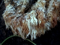 Hericium&nbsp;erinaceum&nbsp;-&nbsp;Igel Stachelbart&nbsp;-&nbsp;Weferlingen