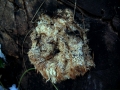 Hericium&nbsp;erinaceum&nbsp;-&nbsp;Igel Stachelbart&nbsp;-&nbsp;Weferlingen