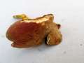Hortiboletus&nbsp;engelii&nbsp;-&nbsp;Eichen-Filzr�hrling&nbsp;-&nbsp;Flechtingen