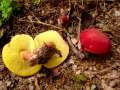 Hortiboletus rubellus - Blutroter Filzröhrling - Hödingen