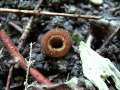Humaria hemisphaerica - Halbkugeliger Borstling - Hdingen
