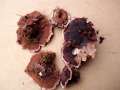 Hydnellum concrescens - Gezonter Korkstacheling - Walbeck