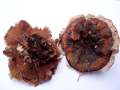 Hydnellum concrescens - Gezonter Korkstacheling - Walbeck