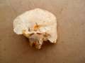 Hydnum repandum - Semmel -Stoppelpilz - Weferlingen-Walbeck