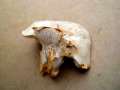 Hydnum repandum - Semmel -Stoppelpilz - Weferlingen-Walbeck