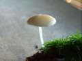 Hydropus&nbsp;subalpinus&nbsp;-&nbsp;Buchenwald -Wasserfu�&nbsp;-&nbsp;H�dingen