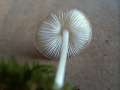 Hydropus&nbsp;subalpinus&nbsp;-&nbsp;Buchenwald -Wasserfu�&nbsp;-&nbsp;H�dingen