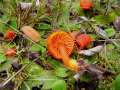 Hygrocybe coccinea - Kirschroter Saftling - Helmstedt