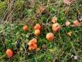 Hygrocybe coccinea - Kirschroter Saftling - Helmstedt