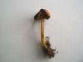 Hygrocybe&nbsp;conica&nbsp;-&nbsp;Kegeliger Saftling&nbsp;-&nbsp;Helmstedt