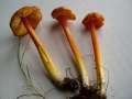 Hygrocybe persistens - Safrangelber Saftling - Helmstedt