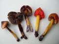 Hygrocybe conica - Kegeliger Saftling - Helmstedt