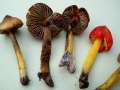 Hygrocybe conica - Kegeliger Saftling - Helmstedt