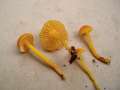 Hygrocybe ceracea - Gebrechlicher Saftling - Hdingen
