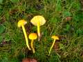 Hygrocybe ceracea - Gebrechlicher Saftling - Hdingen