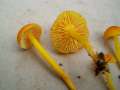 Hygrocybe ceracea - Gebrechlicher Saftling - Hdingen