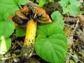 Hygrocybe&nbsp;conica&nbsp;-&nbsp;Kegeliger Saftling&nbsp;-&nbsp;Weferlingen