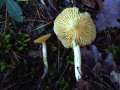 Hygrophorus&nbsp;hypothejus var.hypothejus&nbsp;-&nbsp;Frost Schneckling;Gebbl�ttriger Schneckling&nbsp;-&nbsp;H�dingen