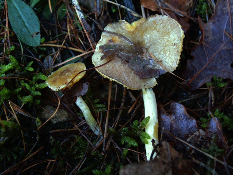 PilzeHygrophorus, hypothejus var.hypothejus, Frost Schneckling