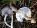 Hygrophorus&nbsp;pustulatus&nbsp;-&nbsp;Schwarzpunktierter Schneckling&nbsp;-&nbsp;H�dingen