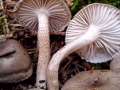 Hygrophorus pustulatus - Schwarzpunktierter Schneckling - Walbeck
