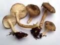 Hygrophorus pustulatus - Schwarzpunktierter Schneckling - Walbeck