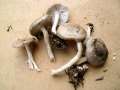 Hygrophorus pustulatus - Schwarzpunktierter Schneckling - Walbeck