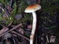 Hygrophorus unicolor - Orangefalber Schneckling - Weferlingen