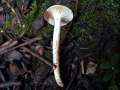 Hygrophorus unicolor - Orangefalber Schneckling - Weferlingen