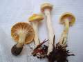 Hygrophorus&nbsp;lucorum&nbsp;-&nbsp;L�rchen-Schneckling&nbsp;-&nbsp;Weferlingen