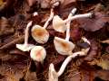 Hygrophorus unicolor - Seidiggerandeter Schneckling - Weferlingen