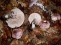 Hygrophorus russula - Geflecktblttriger Purpurschneckling - Weferlingen