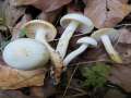 Hygrophorus discoxanthus - Verfrbender Schneckling - Weferlingen