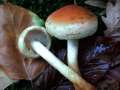 Hypholoma lateritium - Ziegelroter Schwefelkopf - Hdingen