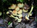 Hypholoma fasciculare - Grnblttriger Schwefelkopf - Weferlingen-Walbeck