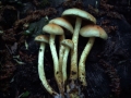 Hypholoma fasciculare - Grnblttriger Schwefelkopf - Weferlingen