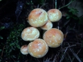 Hypholoma lateritium - Ziegelroter Schwefelkopf - Weferlingen
