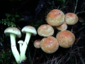 Hypholoma lateritium - Ziegelroter Schwefelkopf - Weferlingen