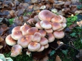 Hypholoma lateritium - Ziegelroter Schwefelkopf - Weferlingen
