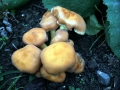 Hypholoma lateritium - Ziegelroter Schwefelkopf - Weferlingen