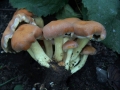 Hypholoma lateritium - Ziegelroter Schwefelkopf - Weferlingen